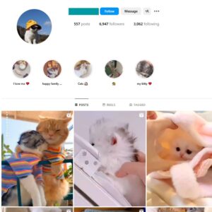 6K Kittens Cats Instagram Account for Sale