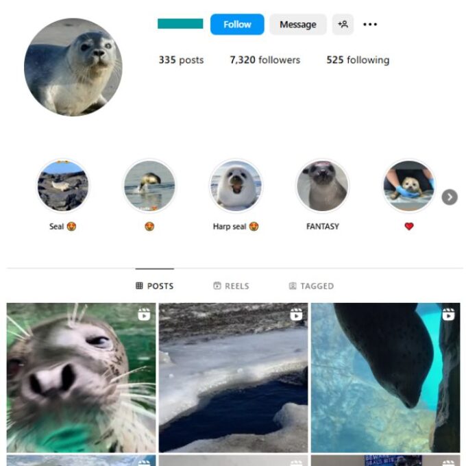 7K Seals Animal Instagram Account for sale