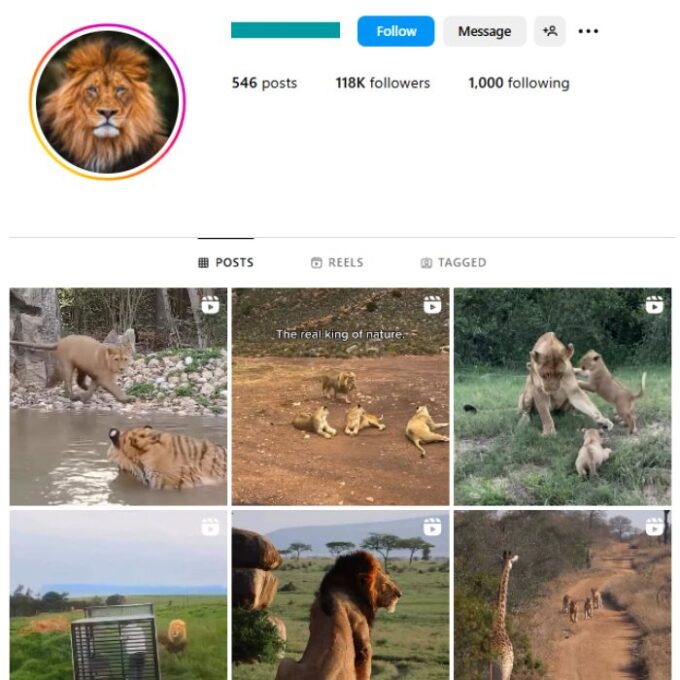 115K Wildlife Lions Instagram Account for sale