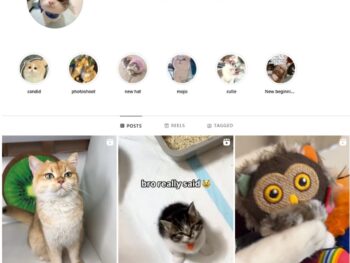 13K Kittens Cats Instagram Account for Sale