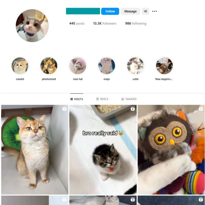 13K Kittens Cats Instagram Account for Sale