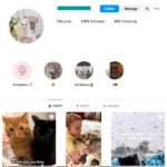 1K Cats Pets Instagram Account for sale
