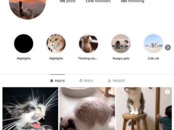 1K Cute Cats Instagram Account for sale