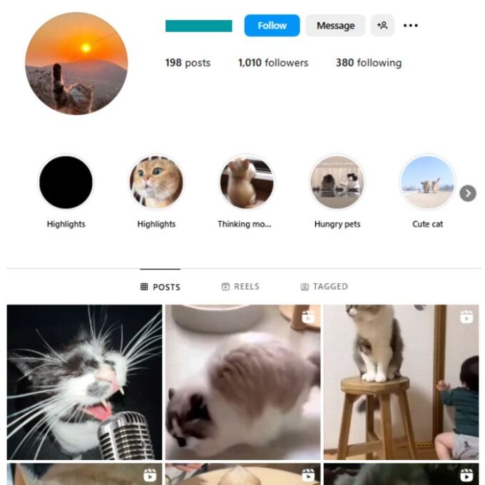 1K Cute Cats Instagram Account for sale