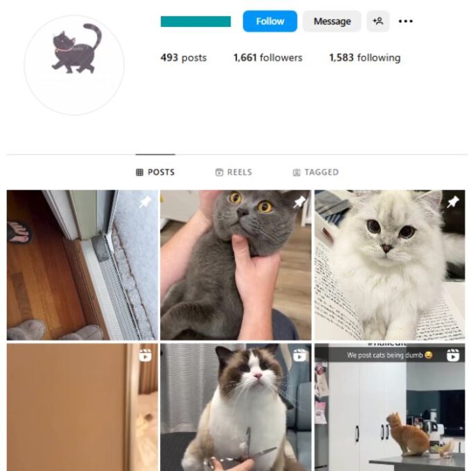 1K Kittens Cats Instagram Account for sale
