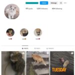 1K Kittens Cats Instagram Account for sale