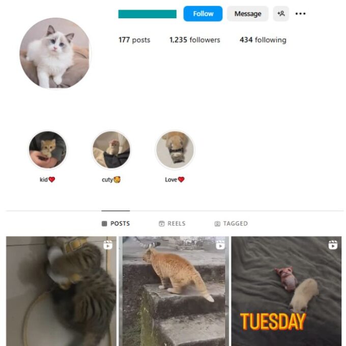1K Kittens Cats Instagram Account for sale