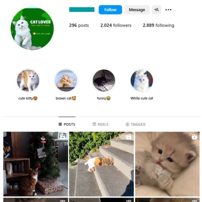 2K Cute Cats Instagram Account for sale