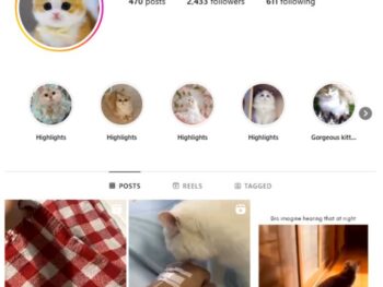 2K Kittens Cats Instagram Account for sale
