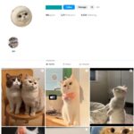 3K Cats Pets Instagram Account for Sale