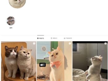 3K Cats Pets Instagram Account for Sale