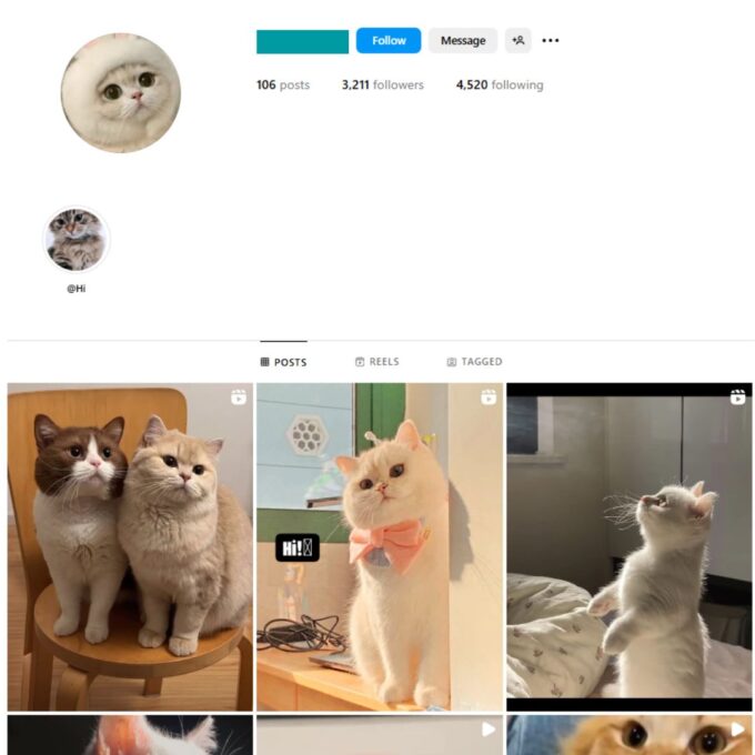 3K Cats Pets Instagram Account for Sale