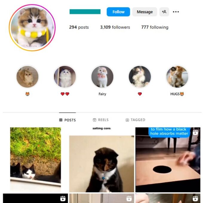 3K Cute Cats Instagram Account for sale