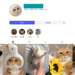 4K Cats Pets Instagram Account for Sale