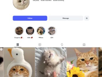 4K Cats Pets Instagram Account for Sale