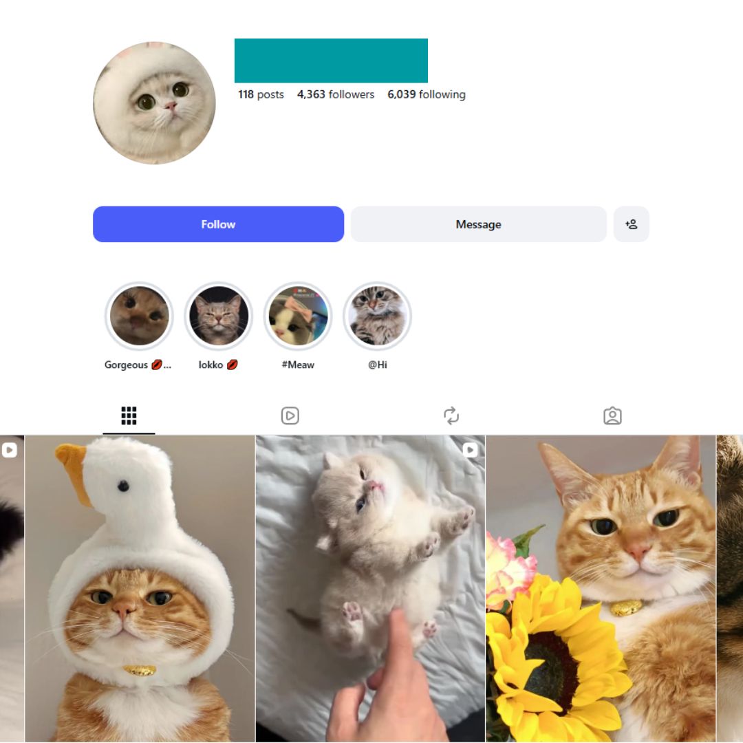 4K Cats Pets Instagram Account for Sale 4K Cats Pets Instagram Account for Sale