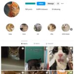 3K Cats Pets Instagram Account for sale