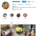 6K Pets Dogs Instagram Account for sale