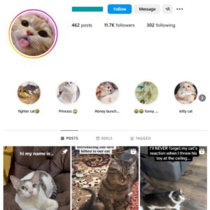 11K Cats Pets Instagram Account for sale