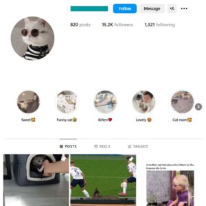 15K Kittens Cats Instagram Account for sale