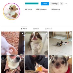 1K Chihuahua Dogs Instagram Account for sale