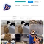 1K Cute Cats Instagram Account for sale