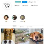 1K Dogs Pets Cats Instagram Account for sale