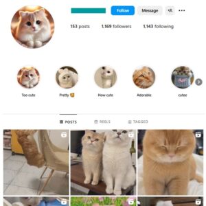 1K Kittens Cats Instagram Account for sale