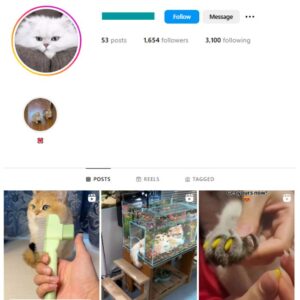 1K Kittens Cats Instagram Account for sale