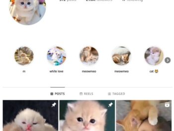20K Cute Cats Instagram Account for sale