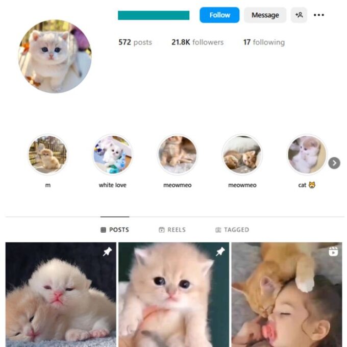 20K Cute Cats Instagram Account for sale