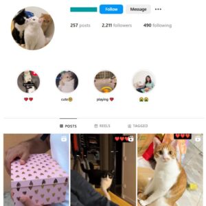 2K Cute Cats Instagram Account for sale