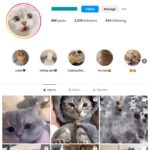 2K Kittens Cats Instagram Account for sale