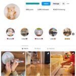 2K Kittens Cats Instagram Account for sale