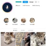4K Cats Pets Instagram Account for sale