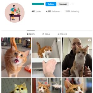 4K Cute Cats Instagram Account for sale