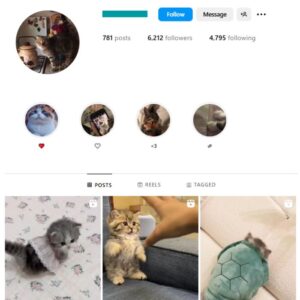 6K Pets Cats Instagram Account for sale
