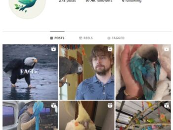 95K Birds Pets Instagram Account for sale
