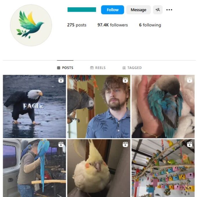 95K Birds Pets Instagram Account for sale