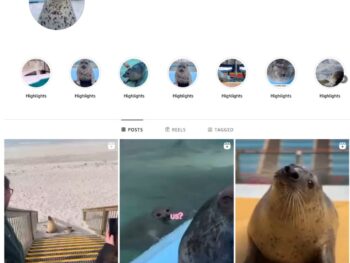 12K Seals Animal Instagram Account for Sale