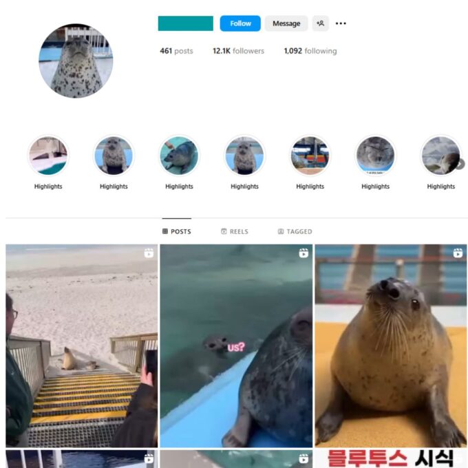 12K Seals Animal Instagram Account for Sale