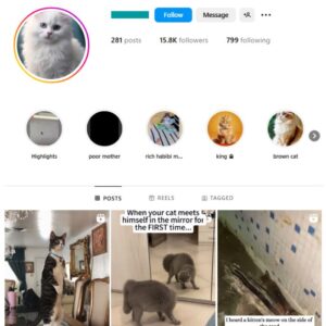 15K Cute Cats Instagram Account for sale