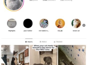 15K Cute Cats Instagram Account for sale