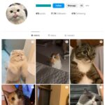 17K Cats Pets Instagram Account for sale