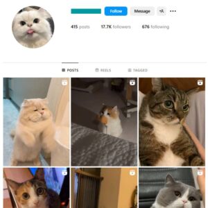 17K Cats Pets Instagram Account for sale
