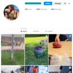 1K Puppies Dogs Instagram Account for sale