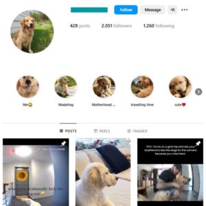 2K Golden Retriever Dogs Instagram Account for sale