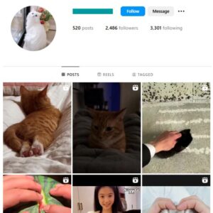 2K Pets Cats Instagram Account for sale
