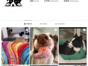 3K Border Collie Dogs Instagram Account for sale