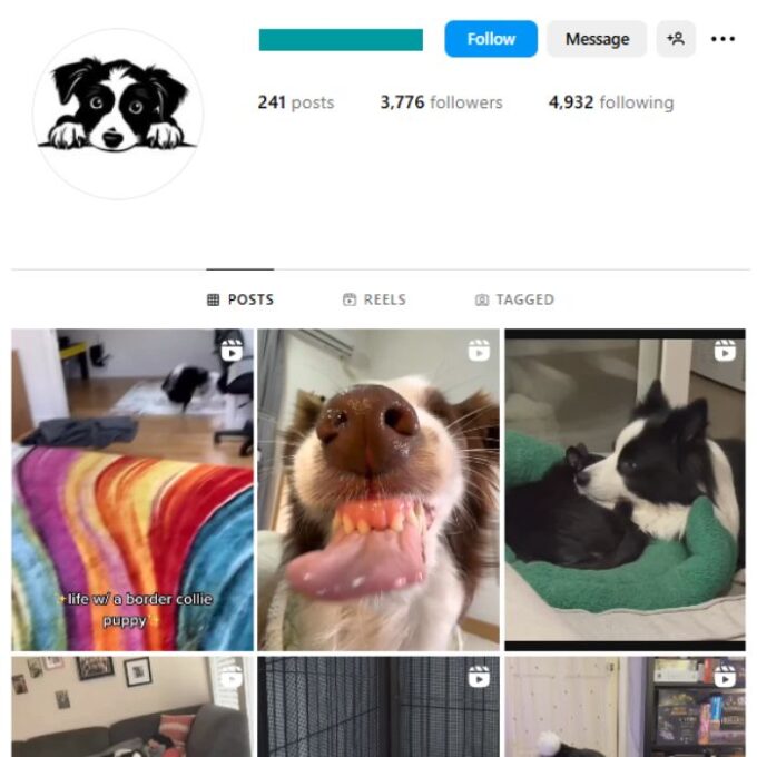 3K Border Collie Dogs Instagram Account for sale